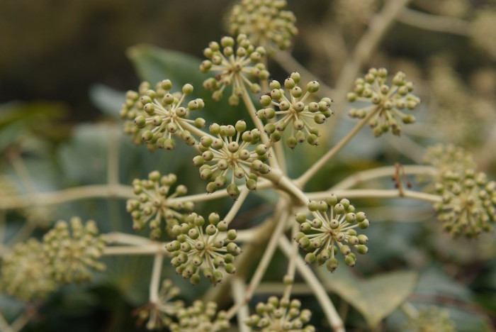 팔손이 - False aralia, Fatsia japonica (Thunb.) Decne. & Planch.