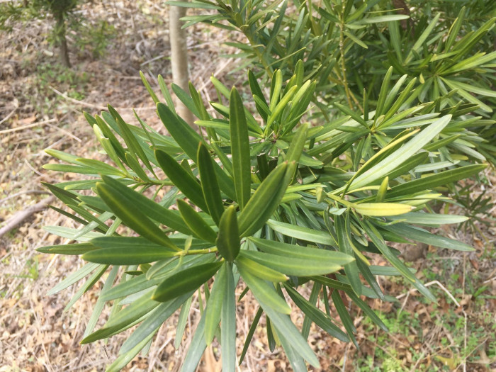 나한송 - Podocarpus macrophyllus (Thunb.) D.Don