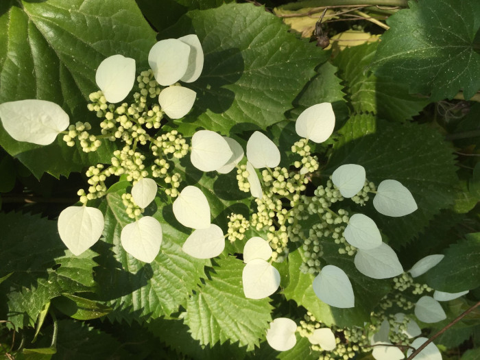 바위수국 - Schizophragma hydrangeoides Siebold & Zucc.