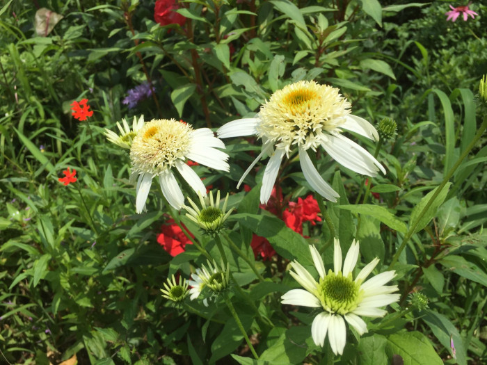 에키네시아 - eastern purple coneflower, hedgehog coneflower, purple coneflower, Echinacea purpurea