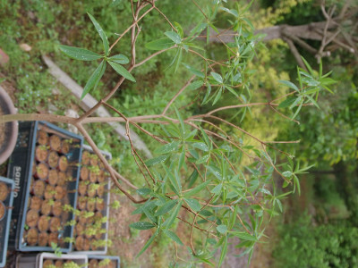 삼지닥나무 사진 - Edgeworthia chrysantha Lindl. Photos