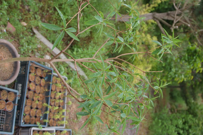 삼지닥나무 - Edgeworthia chrysantha Lindl.