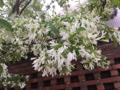 이팝나무 사진 - Chionanthus retusus Lindl. & Paxton Photos