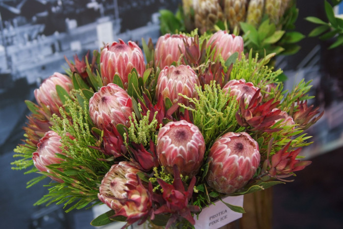 프로티아 리펜스 - Sugarbush, common sugarbush, real sugarbush, honey protea, suikerbos, stroopbos, Protea repens