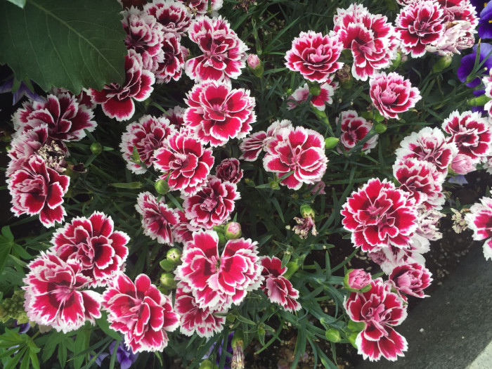 카네이션 - Bernard, Dianthus caryophyllus L.
