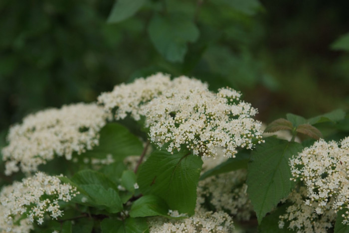 덜꿩나무 - Viburnum erosum Thunb.