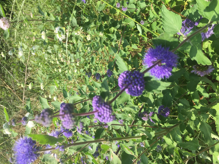 층꽃나무 - Bluebeard, Caryopteris incana (Thunb.) Miq.