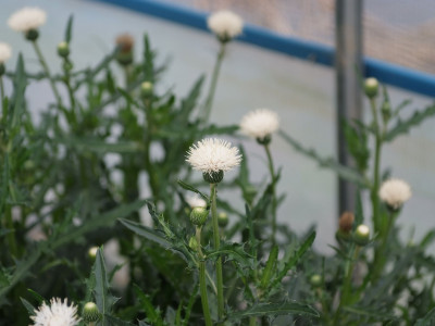 흰바늘엉겅퀴 사진 - Cirsium rhinoceros for. albiflorum Sakata Photos