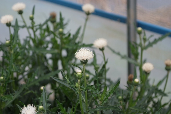 흰바늘엉겅퀴 - Cirsium rhinoceros for. albiflorum Sakata