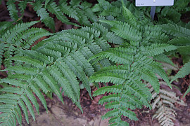 곰비늘고사리 - Dryopteris uniformis (Makino) Makino