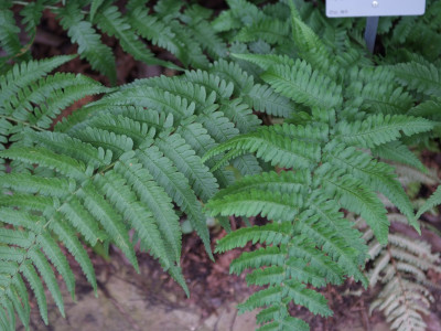 곰비늘고사리 사진 - Dryopteris uniformis (Makino) Makino Photos