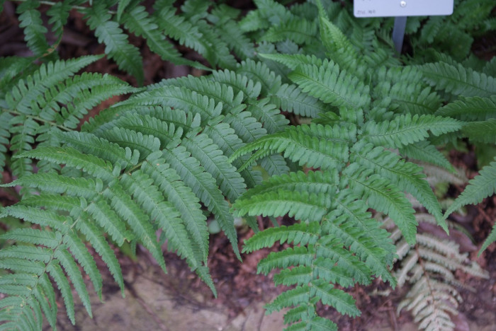 곰비늘고사리 - Dryopteris uniformis (Makino) Makino