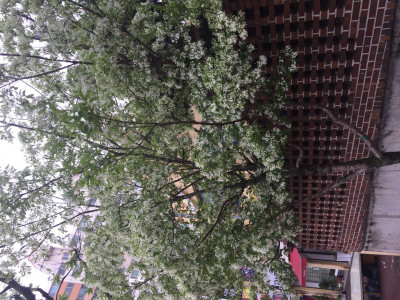 이팝나무 사진 - Chionanthus retusus Lindl. & Paxton Photos