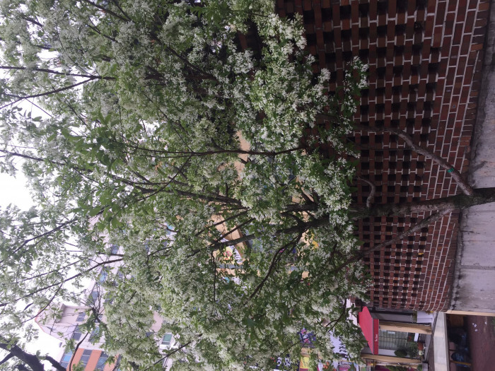 이팝나무 - Chinese Fringe Tree, Chionanthus retusus Lindl. & Paxton