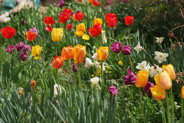 튤립 - Tulip, Tulipa gesneriana