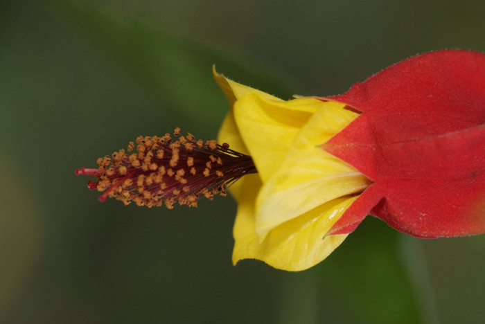 아부틸론 - Trailing Abutilon, Brazilian Abutilon, Abutilon megapotamicum