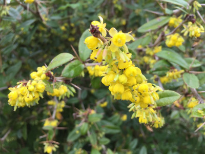 섬매발톱나무 사진 - Berberis amurensis var. quelpaertensis Nakai Photos