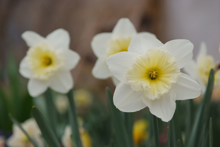 수선화 - daffodil, Narcissus tazetta var. chinensis