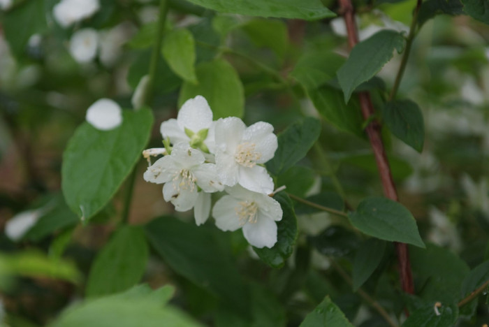 고광나무 - Korean mock orange, Philadelphus schrenkii Rupr. var. schrenkii
