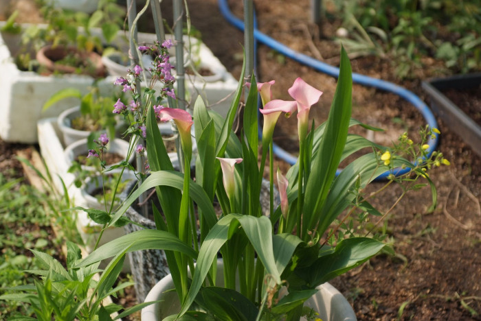 칼라 - calla, Zantedeschia aethiopica