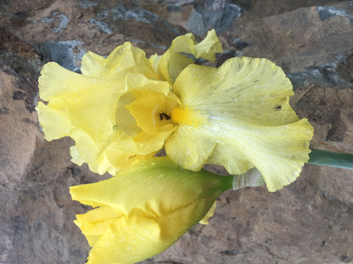 독일붓꽃 - German iris, Iris germanica L.
