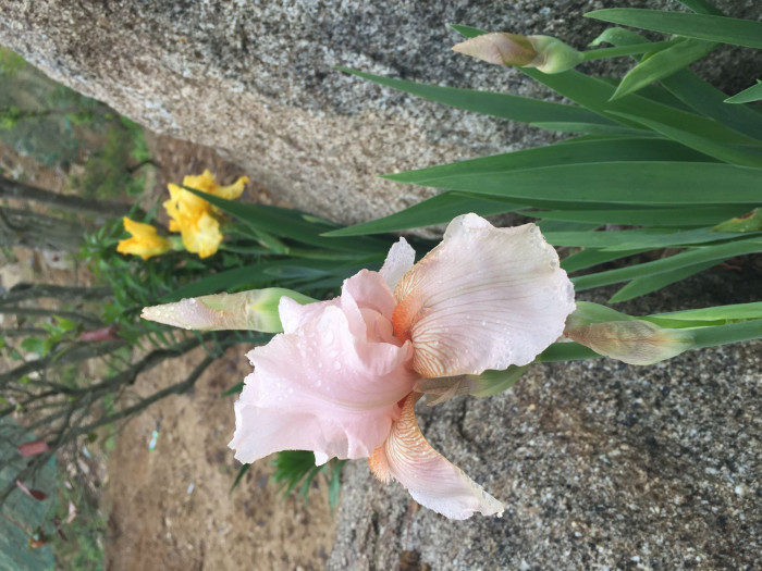독일붓꽃 - German iris, Iris germanica L.