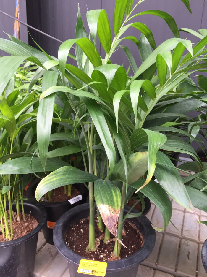 대나무야자 - Reed palm, Bamboo palm, Chamaedorea seifrizii Burret