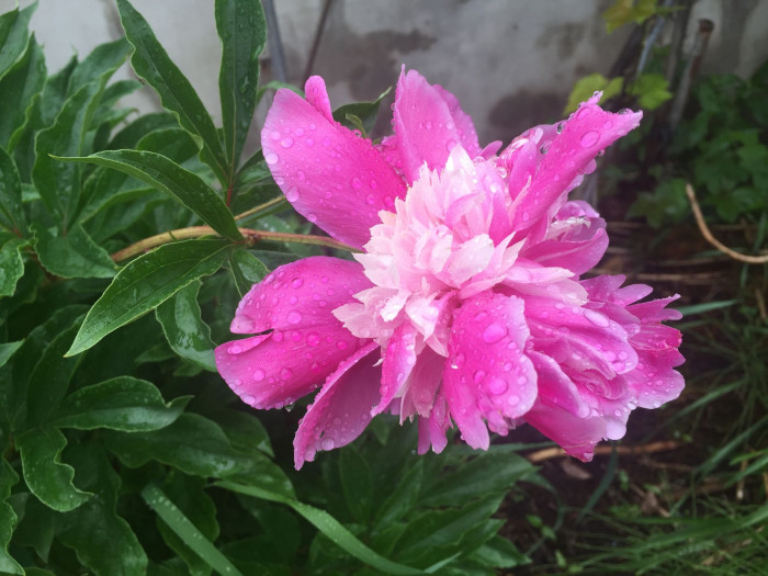 작약 - Chinese peony, Paeonia lactiflora Pall.