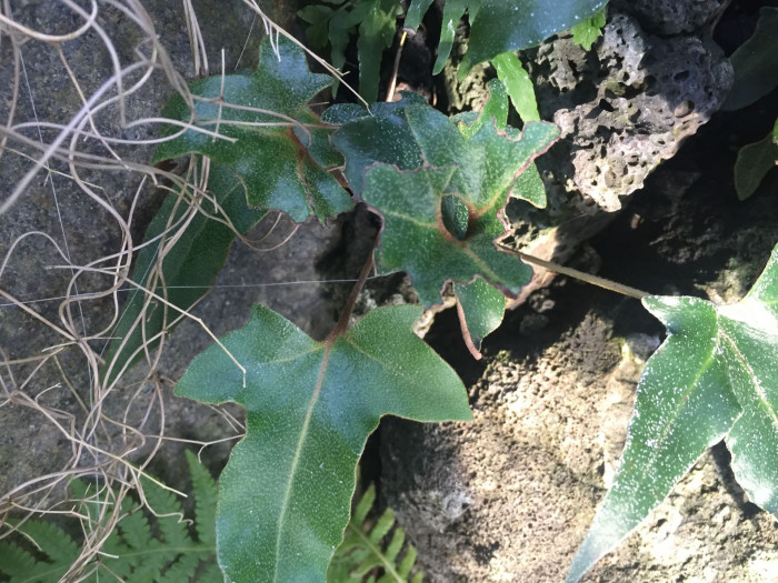 세뿔석위 - Three-finger tongue fern, Pyrrosia hastata (Houtt. ex Thunb.) Ching