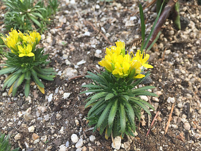 고산꽃다지 사진 - Draba aizoides Photos