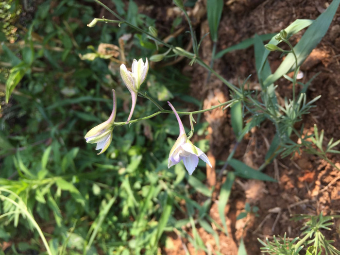 델피늄 - ajacis Earl Grey, Delphinium