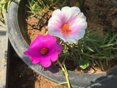 채송화 사진 - Portulaca grandiflora Hooker Photos