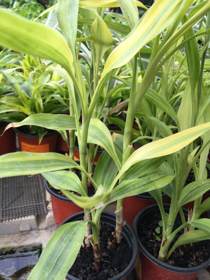 드라세나 산데리아나 - Dracaena sanderiana