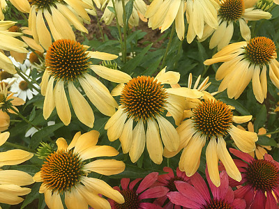 에키네시아 사진 - Echinacea purpurea Photos