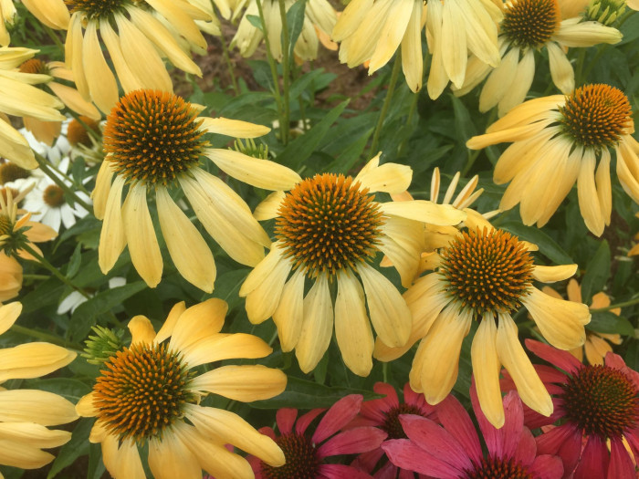 에키네시아 - eastern purple coneflower, hedgehog coneflower, purple coneflower, Echinacea purpurea