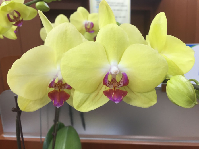 호접란 - Moth orchids, phalaenopsis