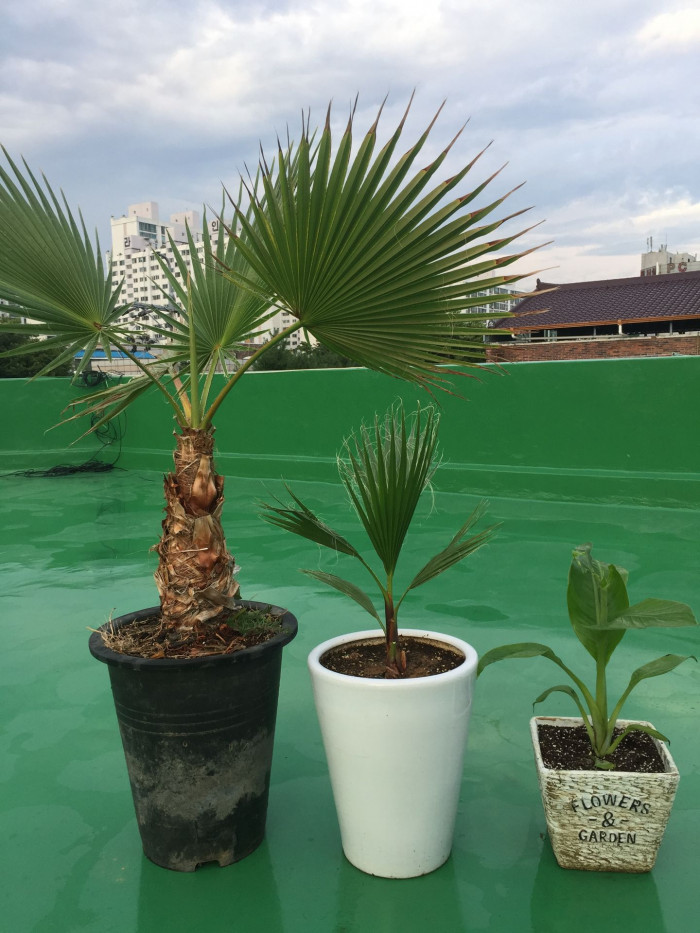 워싱턴야자 - Washington palm, California Fan Palm, Washingtonia filifera
