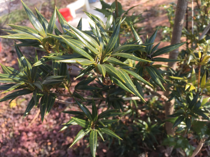 구골나무 - Osmanthus heterophyllus (G.Don) P.S.Green