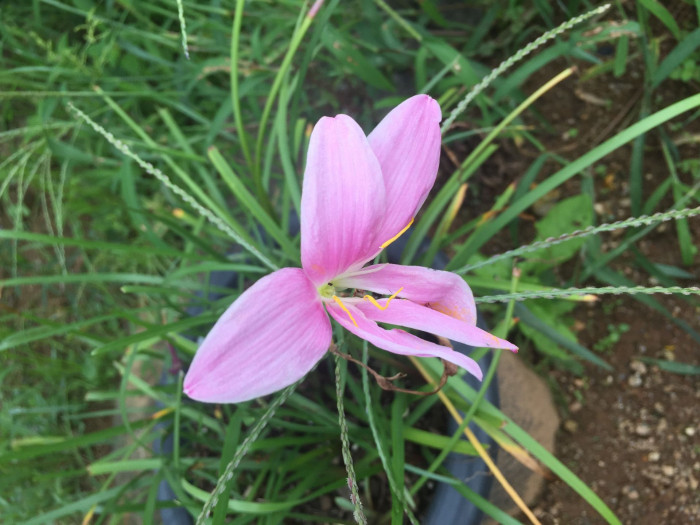나도사프란 - Zephyranthes carinata Herb.