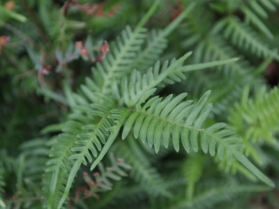 큰반쪽고사리 사진 - Pteris semipinnata L. Photos
