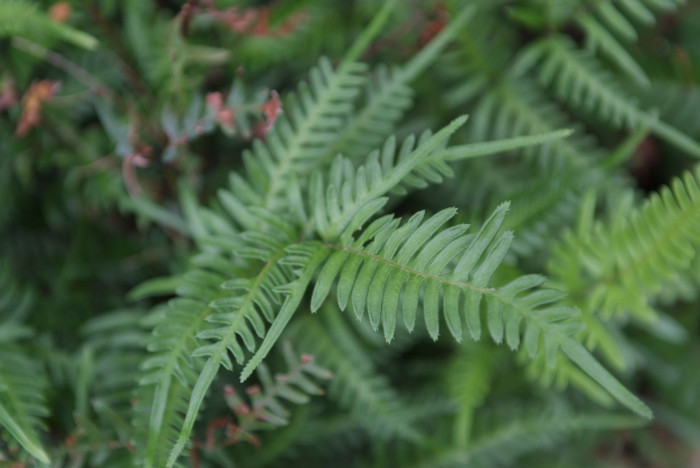 큰반쪽고사리 - Pteris semipinnata L.