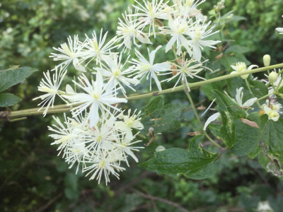 할미밀망 사진 - Clmatis trichotoma Photos