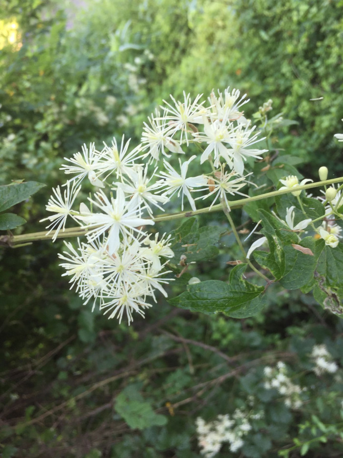 할미밀망 - Clmatis trichotoma