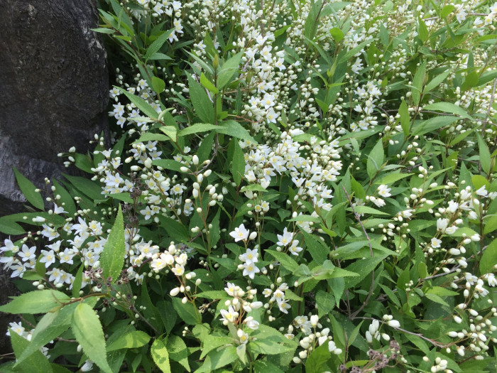말발도리 - ?, Deutzia parviflora Bunge