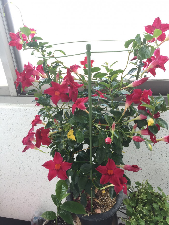 만데빌라 - Rose Dipladenia, Brazilian jasmine, Mandevilla sanderi (Hemsl.) Woodson
