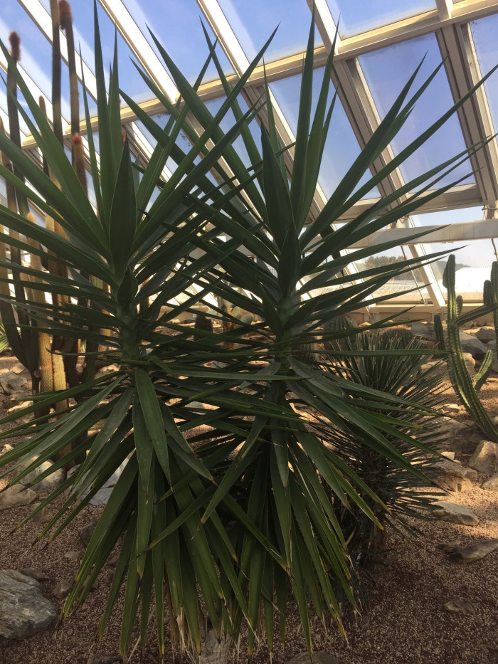 유카 기간테아 - Yucca gigantea Lem.