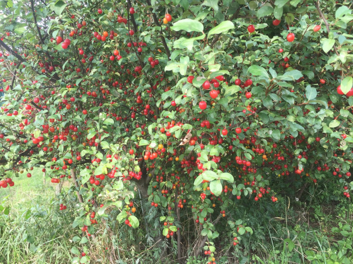 보리수나무 - Littleleaf linden tree, Elaeagnus umbellata Thunb.