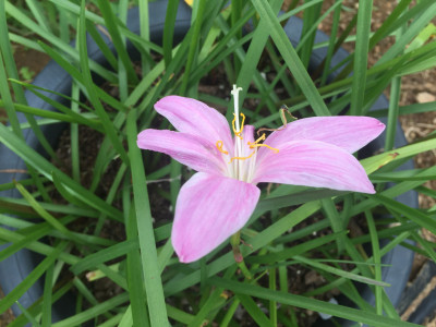 나도사프란 사진 - Zephyranthes carinata Herb. Photos