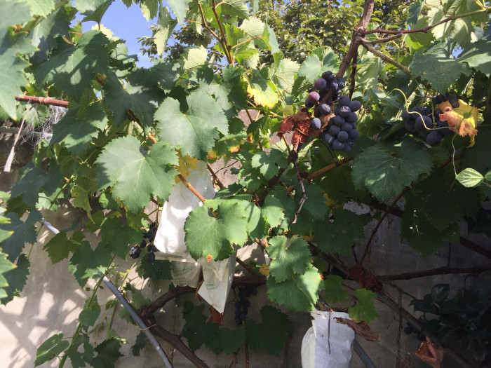 거봉 - Grape, Vitis vinifera L.