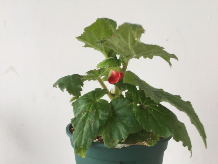 꽃베고니아 - Wax Begonias, Begonia semperflorens